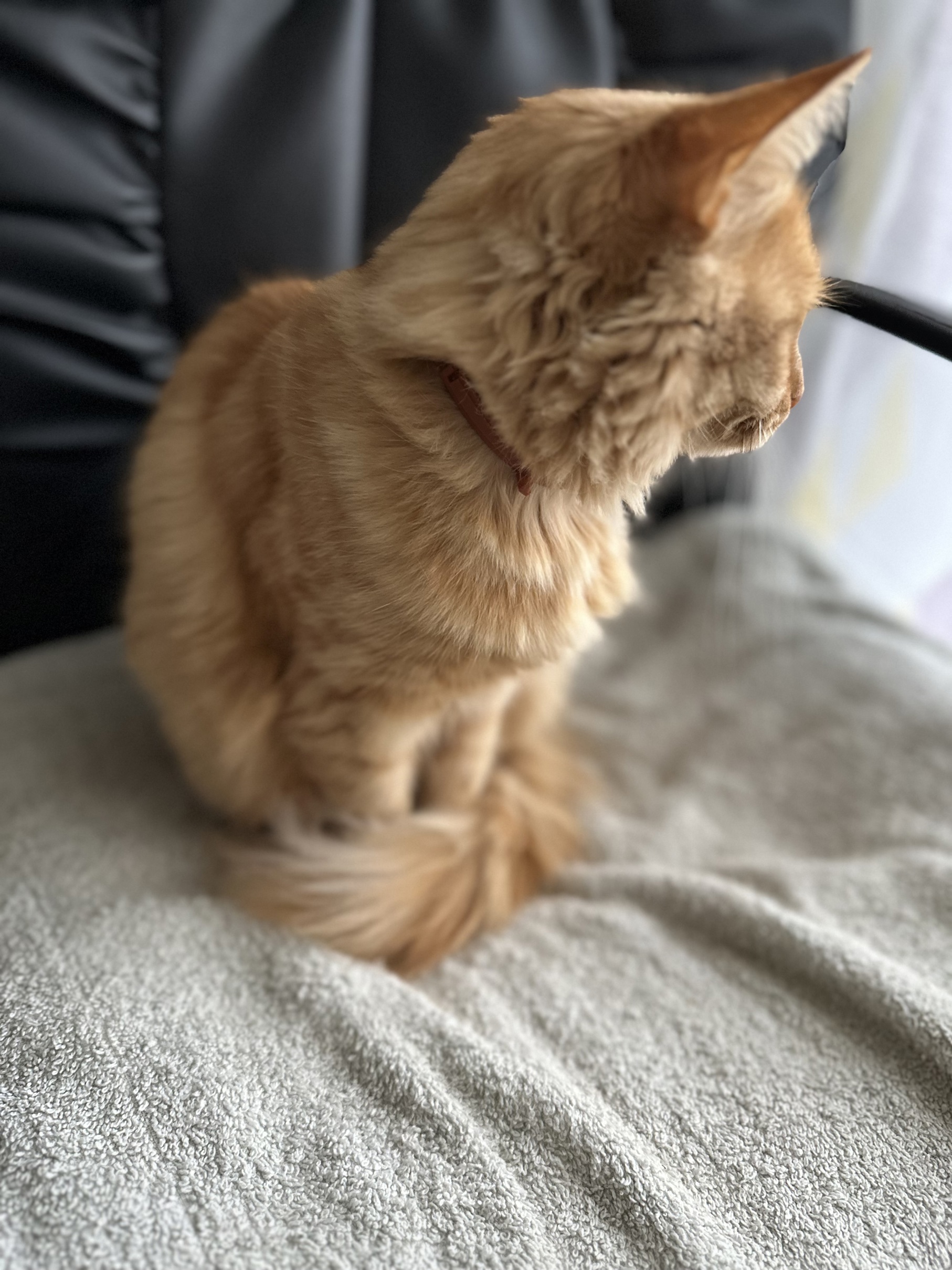 Image by Cat 29.08.2025