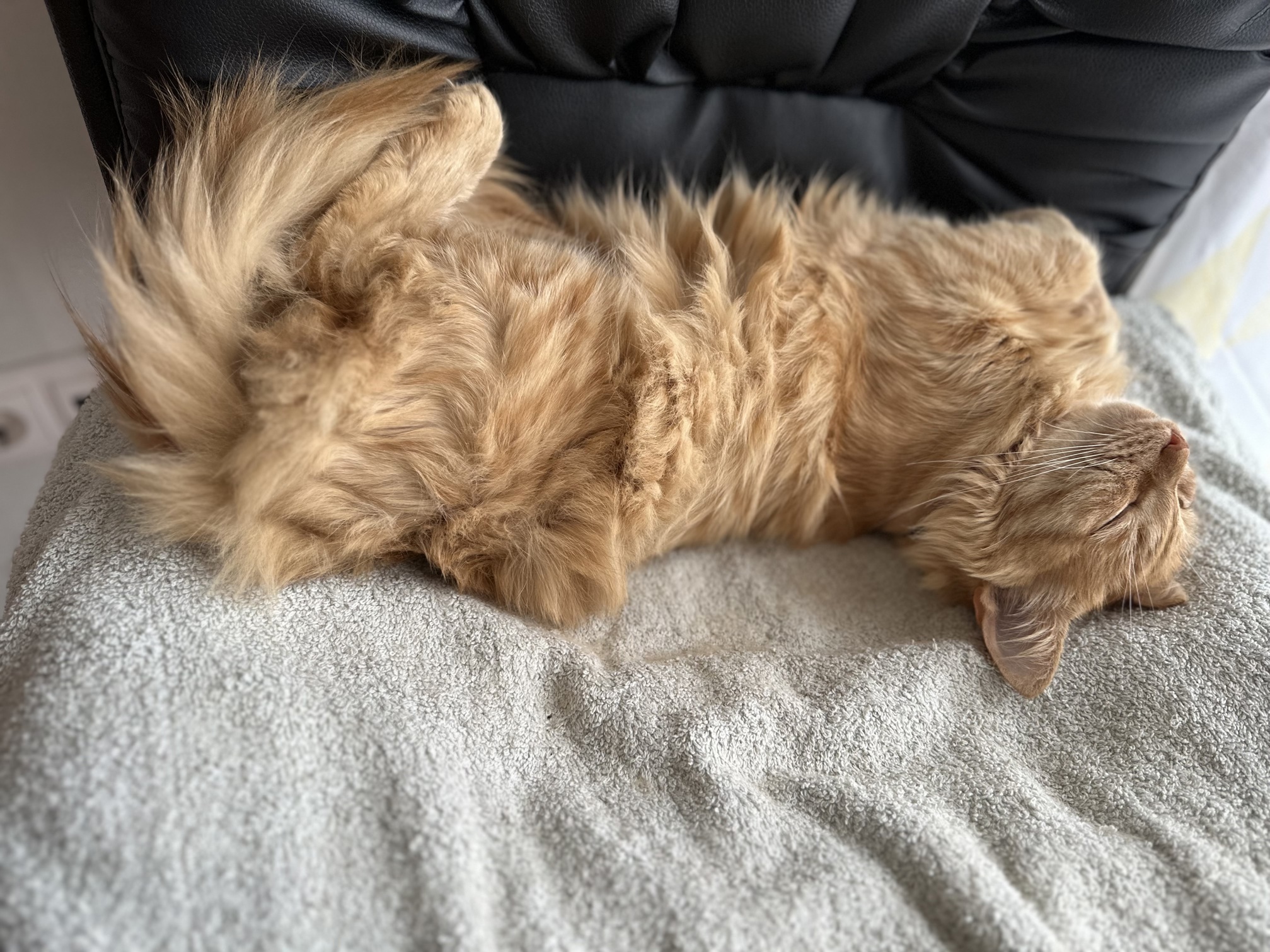 Image by Cat 30.08.2025