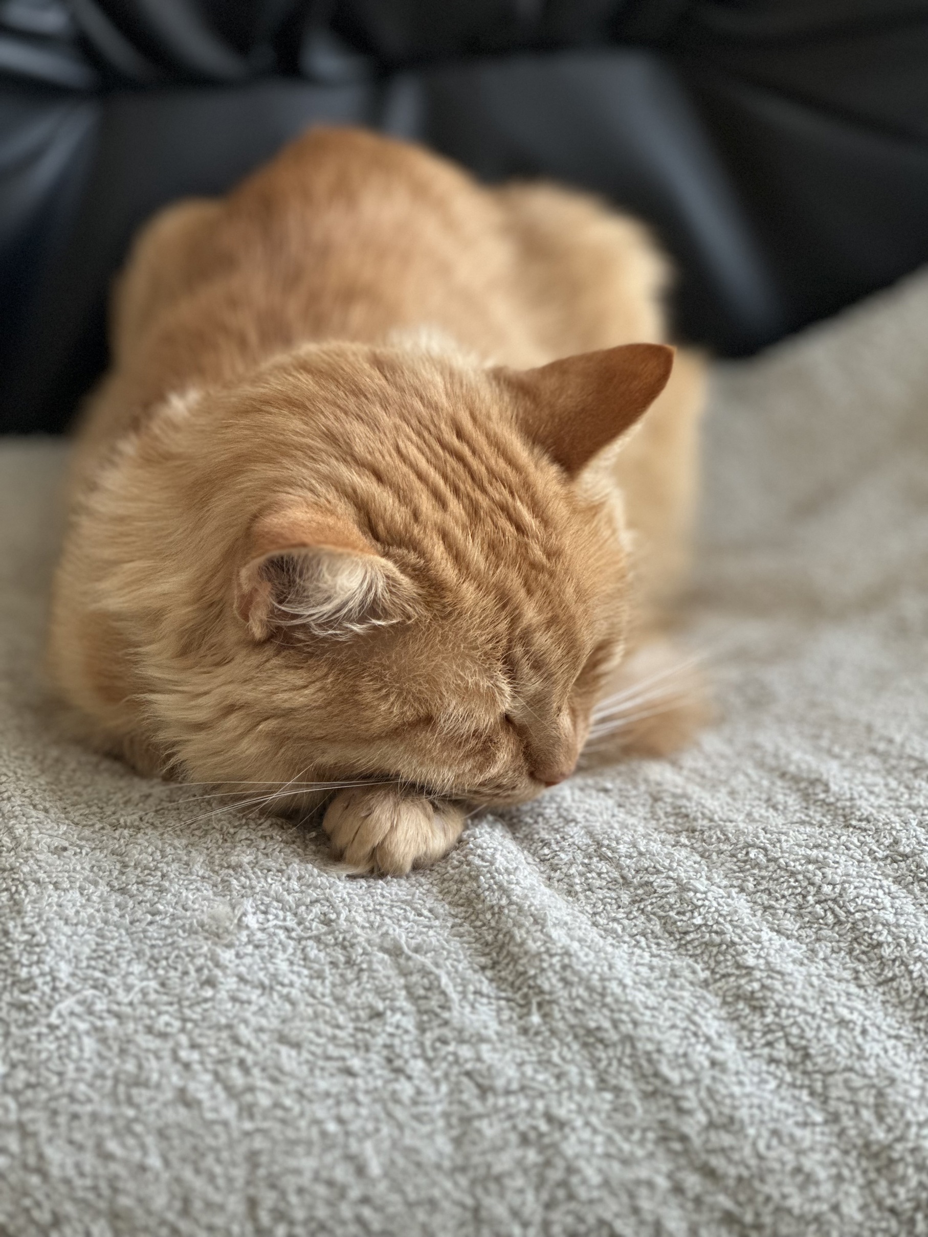 Image by Cat 27.08.2025