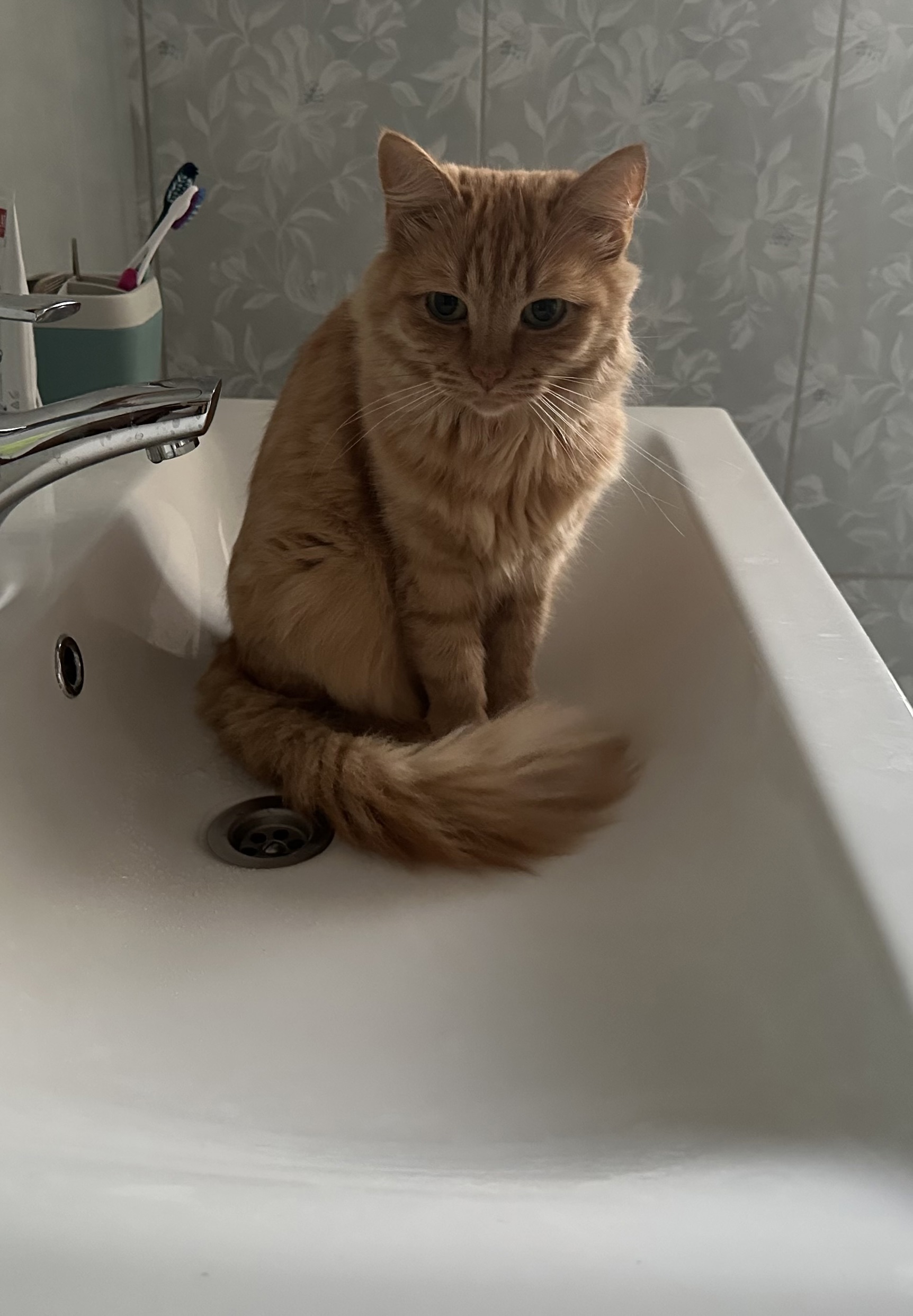 Image by Cat 22.09.2025