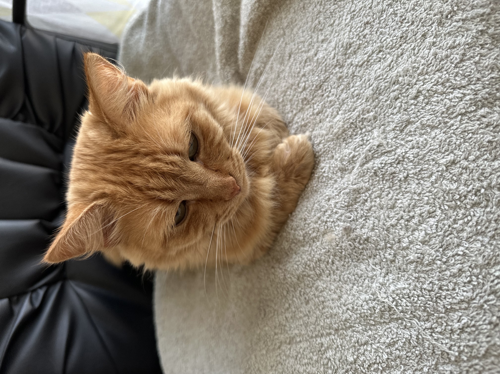 Image by Cat 28.08.2025