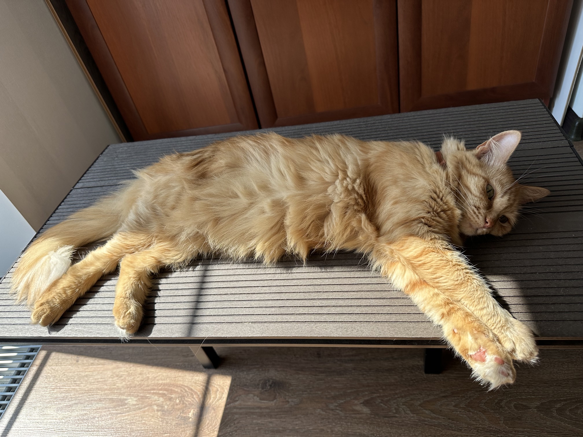 Image by Cat 03.09.2025